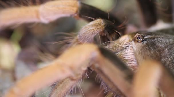 Kolombiyalı dev kırmızı bacaklı Tarantula (Megaphobema robustum) — Stok video