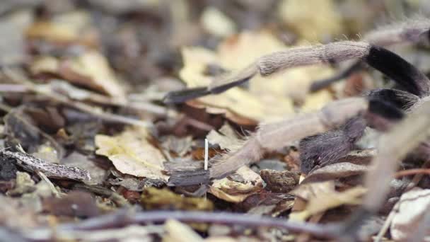 Thailandia Tarantola dalla frangia dorata (Ornithoctonus aureotibialis) maschio adulto — Video Stock