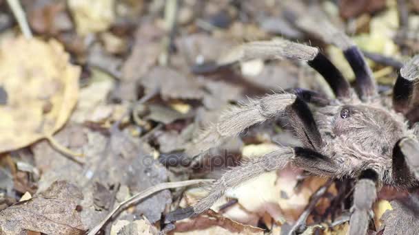 Thailand Golden gefranjerde tarantula (Ornithoctonus aureotibialis) mannelijke volwassene — Stockvideo