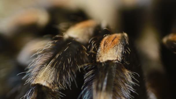Pata de cerca Tarántula de rodilla roja mexicana (Brachypelma smithi ) — Vídeos de Stock