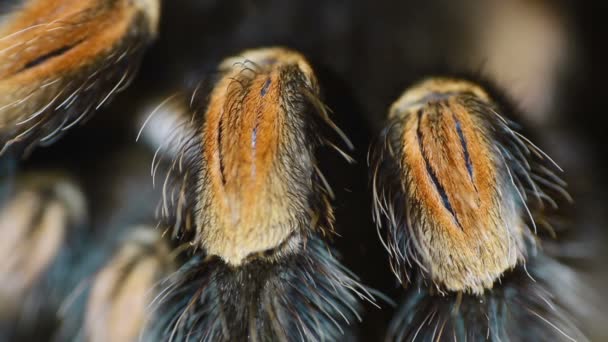 Gros plan jambe mexicaine genou rouge tarentule (Brachypelma smithi ) — Video