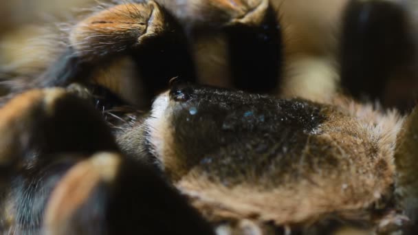 Yakın çekim Meksika tarantulası (Brachypelma smithi) — Stok video