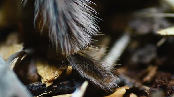 Close-up perna Mexicano Redknee Tarantula (Brachypelma smithi ) — Vídeo de Stock