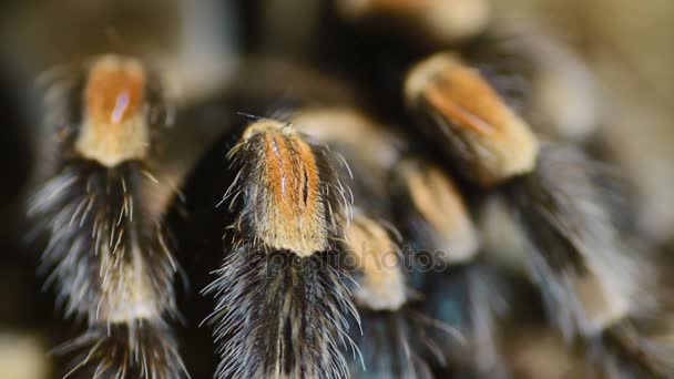 Close-up perna Mexicano Redknee Tarantula (Brachypelma smithi ) — Vídeo de Stock