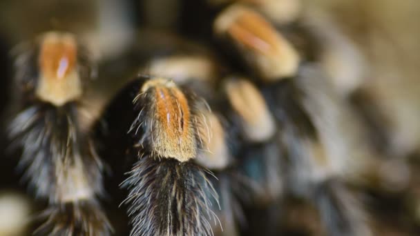Nahaufnahme einer mexikanischen Rotkehlchen-Vogelspinne (brachypelma smithi)) — Stockvideo