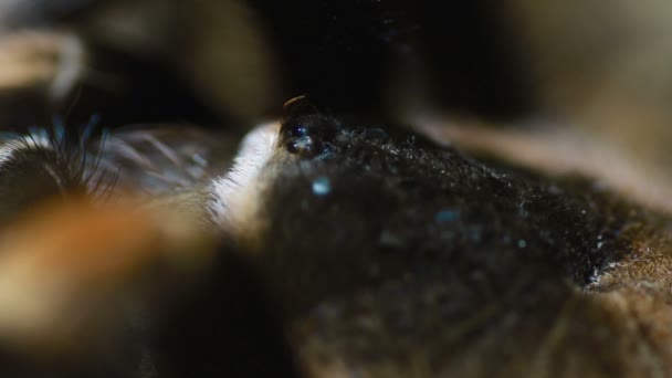 Primer plano Tarántula de rodilla roja mexicana primer plano (Brachypelma smithi ) — Vídeos de Stock