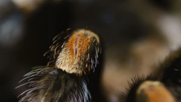 Крупным планом ноги мексиканской Redknee Tarantula крупным планом (Brachypelma smithi ) — стоковое видео