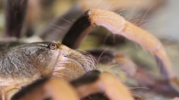 Kolumbijský obří tarantule červená noha (páření robustum) — Stock video