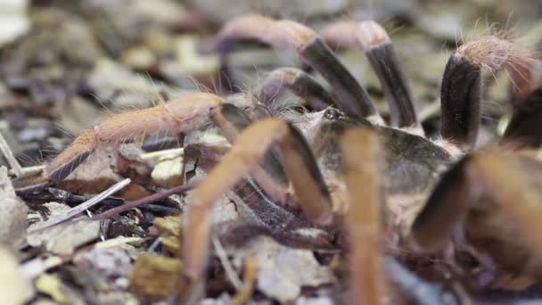 Tarántula gigante de pierna roja colombiana (Megaphobema robustum ) — Vídeos de Stock