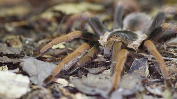 Kolumbiai óriás piros-láb Tarantula (Megaphobema-robustum) — Stock videók