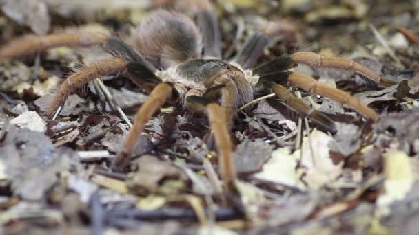 Colombiaanse Giant rood-been Tarantula (Megaphobema robustum) — Stockvideo