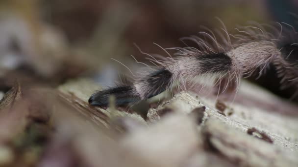 Brazilian Black And White Tarantula close-up leg (Nhandu coloratovillosus) — Stock Video