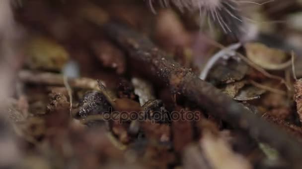 Tarántula brasileña negra y blanca (Nhandu coloratovillosus ) — Vídeo de stock