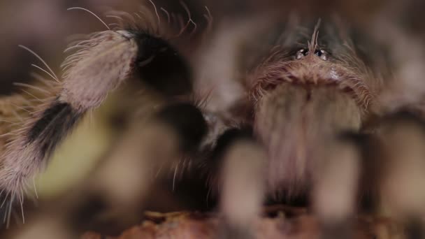 Tarántula brasileña negra y blanca (Nhandu coloratovillosus ) — Vídeo de stock