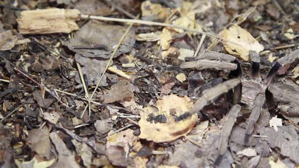 Таиланд Золотая бахрома тарантула (Ornithoctonus aureotibialis) взрослый мужчина — стоковое видео