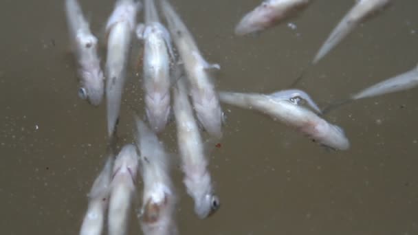 Tělo ryby na povrchové vody — Stock video