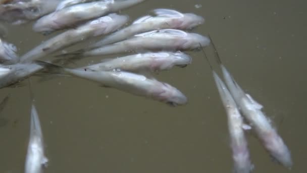 Poissons cadavres sur les eaux de surface — Video