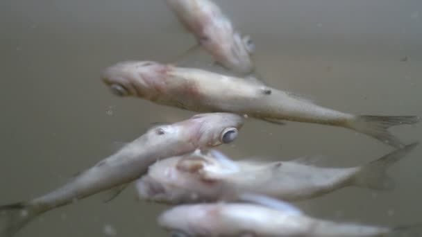 Σάπιο ψάρι στην επιφάνεια του νερού — Αρχείο Βίντεο
