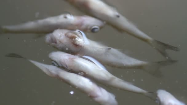 Peces muertos en las aguas superficiales — Vídeo de stock