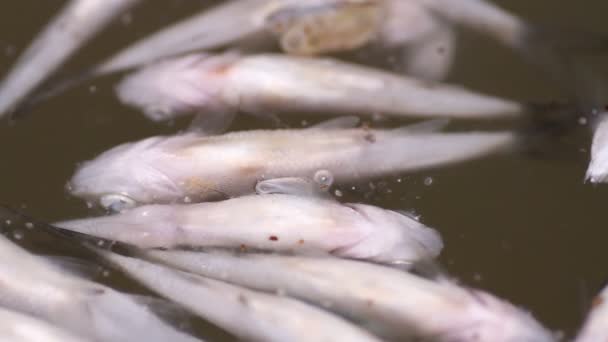 El cadáver de un pez en el agua — Vídeos de Stock