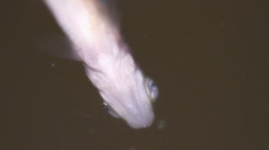 ölü balık yakın çekim