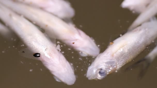 poisson mort ventre en l'air 