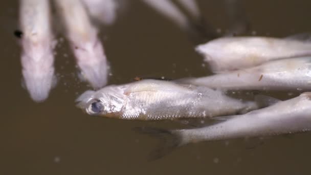Πτώμα ψαριών που επιπλέουν στον ποταμό — Αρχείο Βίντεο
