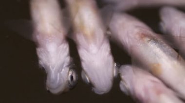 ceset balık yüzey su