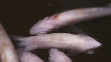 su yüzeyinde çürümüş balık