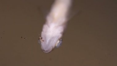 Balık göbek kadar. yakın çekim