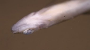 ölü balık göbek kadar. yakın çekim