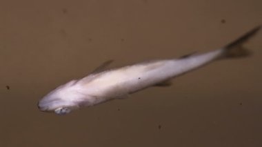 nehirde yüzen ceset balık yakın çekim