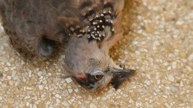 ölü benekli güvercin