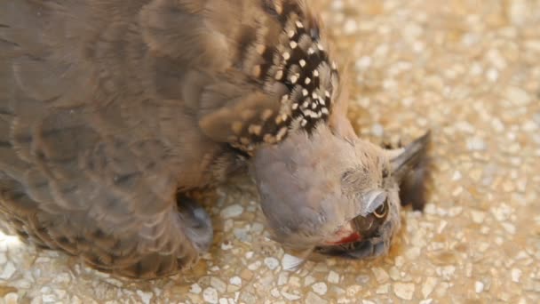 Mieren eten een dode gecko — Stockvideo