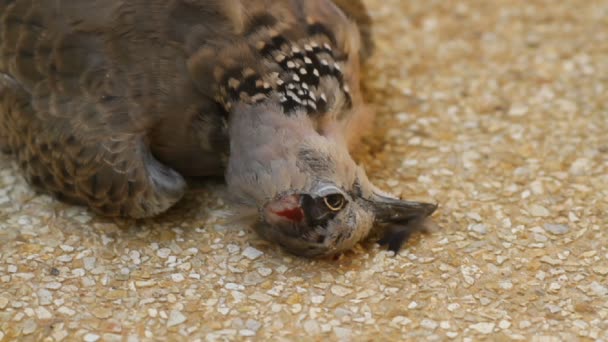 死的斑点鸽子 — 图库视频影像