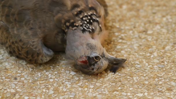 Colombe tachetée morte — Video