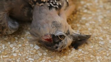 Karıncalar ölü kertenkele yemek