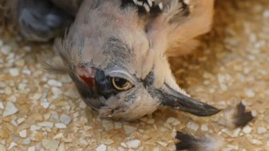 ölü benekli güvercin Streptopelia chinensis