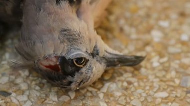 Karıncalar ölü kertenkele yemek