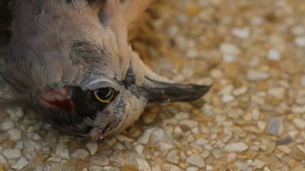 Tote Streptopelia chinensis — Stockvideo