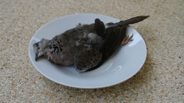 Мертвий птах на тарілці — стокове відео