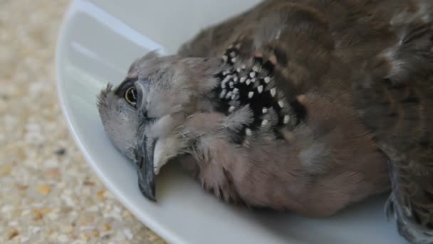 Tote gefleckte Taube Streptopelia chinensis tigrina auf einem Teller — Stockvideo