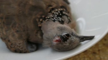 ölü benekli güvercin Streptopelia chinensis tigrina bir tabak üzerinde