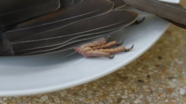 ölü benekli güvercin Streptopelia chinensis tigrina bir tabak üzerinde