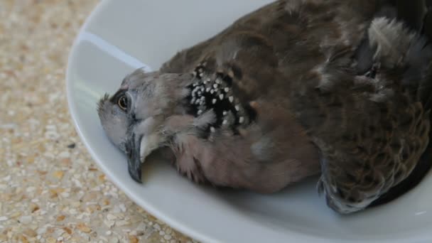 Dead Spotted dove Streptopelia chinensis tigrina on a dish — Stock Video