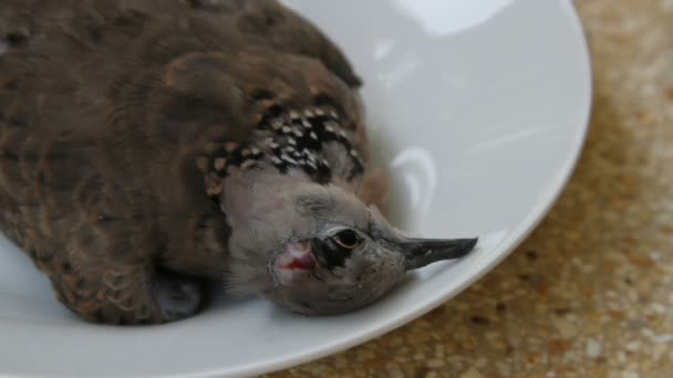 Ölü benekli güvercin Streptopelia chinensis tigrina bir tabak üzerinde — Stok video