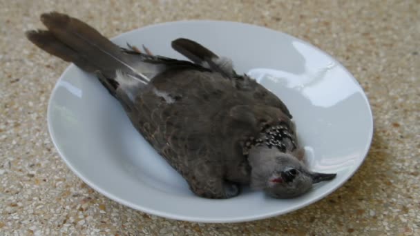 Ölü benekli güvercin Streptopelia chinensis tigrina bir tabak üzerinde — Stok video