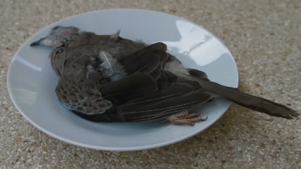 Paloma muerta Streptopelia chinensis tigrina en un plato — Vídeo de stock