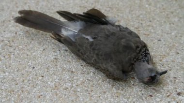 ölü kuş (Streptopelia chinensis tigrina)