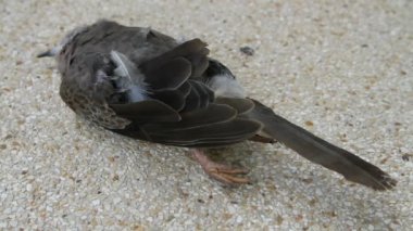 ölü kuş (Streptopelia chinensis tigrina)